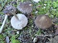 Pluteus nanus-amf1498